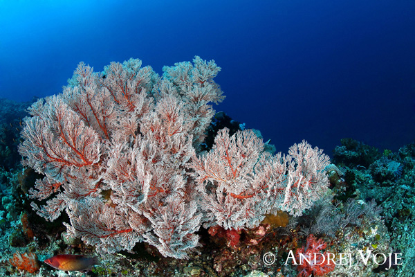 Andrej Voje - Oceanus