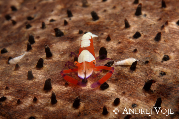 Andrej Voje - Oceanus