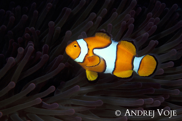 Andrej Voje - Oceanus