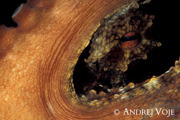 Andrej Voje - Oceanus