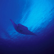 Andrej Voje - Oceanus