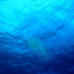 Andrej Voje - Oceanus